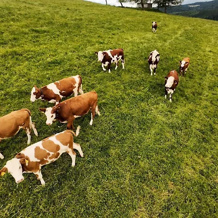 Kapellenhof Farm stay Triberg im Schwarzwald